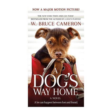 Cozy Dogs at Home