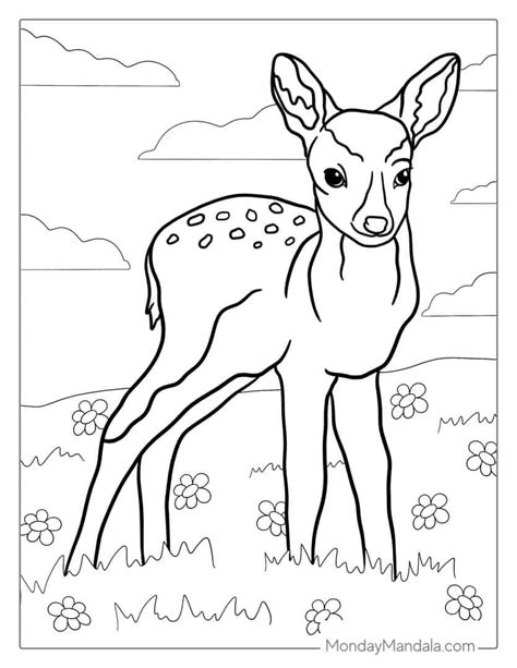Deer Coloring Drawing Book