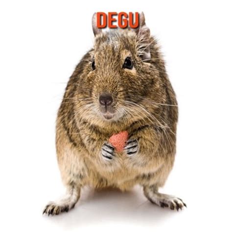 Degu: Amazing Facts about Degu