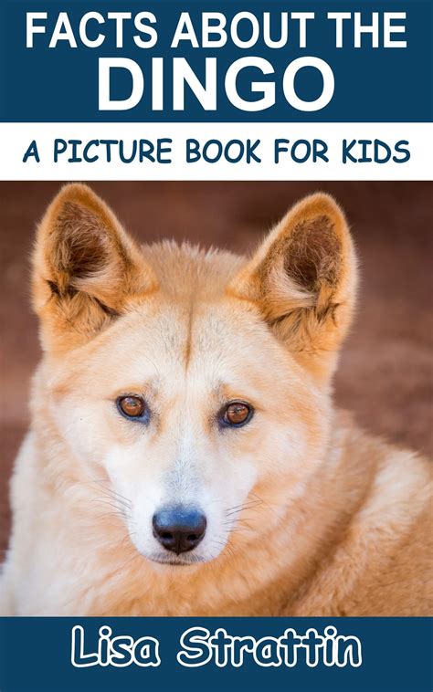 Dingo