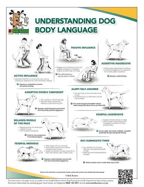 Dog Behavior: Understanding Dog Body Language