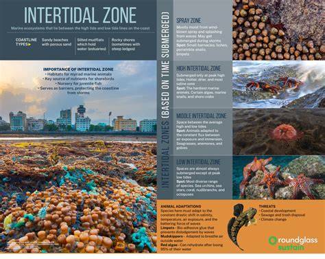 Ecology of Intertidal Zones (Patterns of Life)