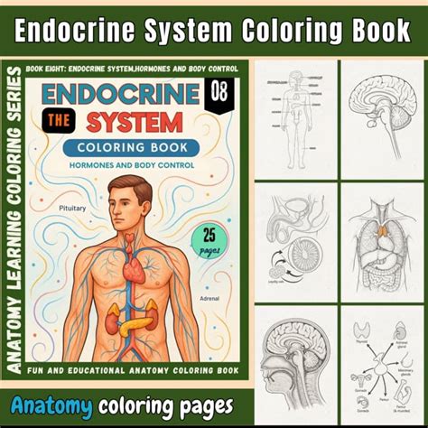 Endocrine System and Hormones