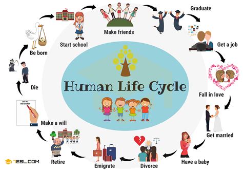 Essential Human Life Cycle for Health Science Students