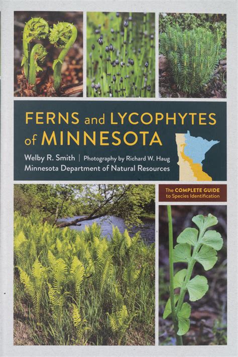 Ferns of Minnesota