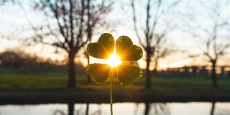 Four-Leaf Clovers