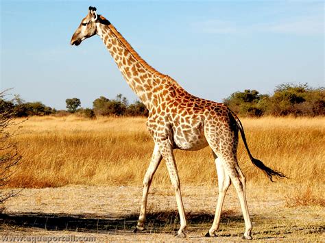 Giraffa camelopardalis