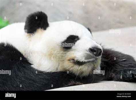 Go To Sleep Panda Cub