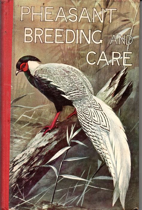 Golden pheasant breeding