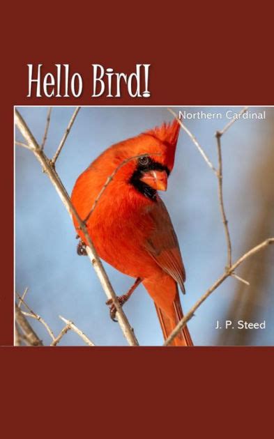 Hello Bird!: Northern Cardinal