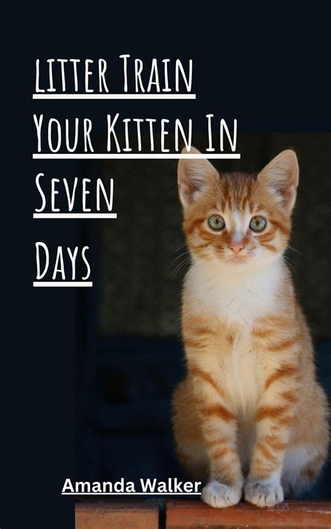 How To Train Your Kitten