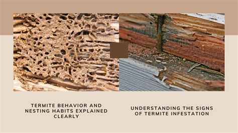 How to Inspect for Termites
