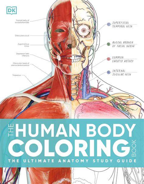 Human Anatomy: Coloring book