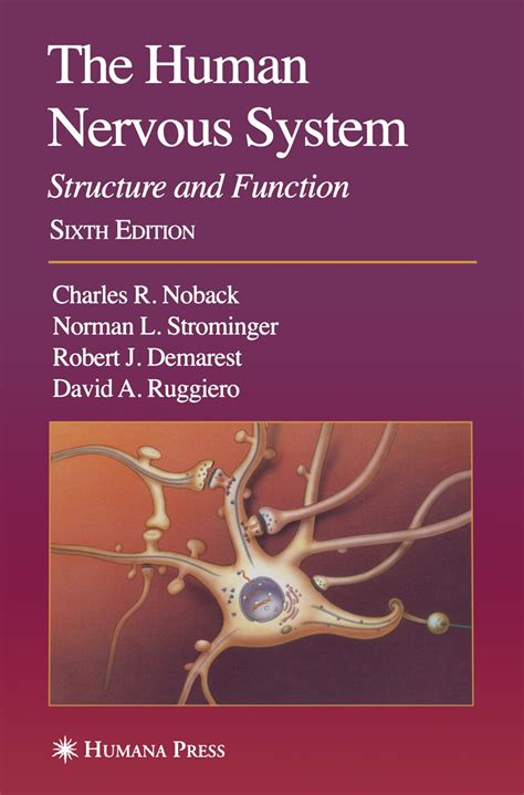 Human CNS Structure