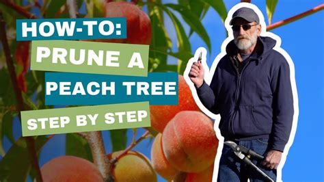Indiana Peach Pruning Extension Bulletin 330