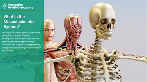Introduction to the Musculoskeletal System