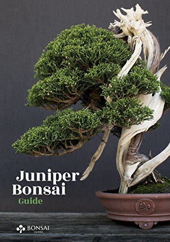 Juniper Bonsai Guide
