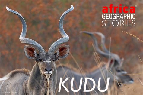 Kudu