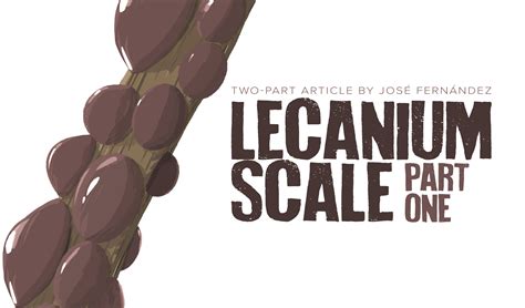 Lecanium scale (Insect answers)