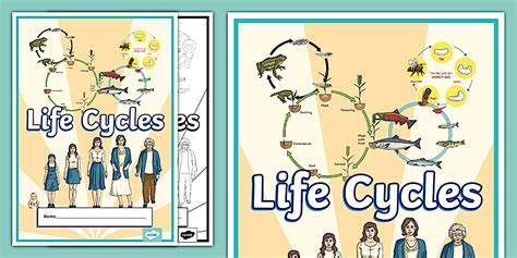 Life Cycles Teaching Notes