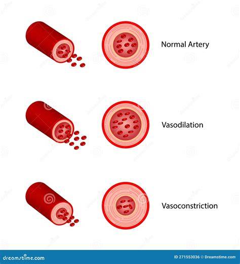 Mechanisms of Vasodilatation