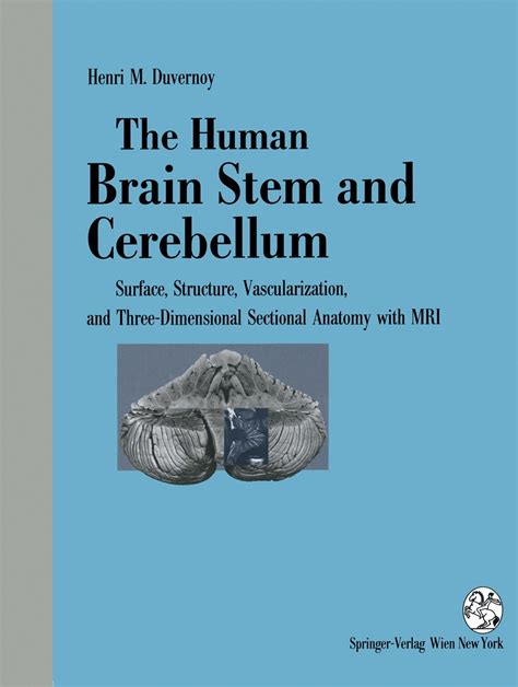 My STEM Brain