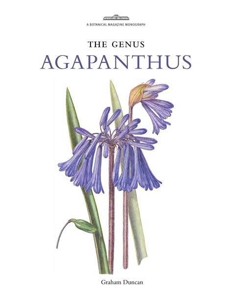 Naughty Agapanthus