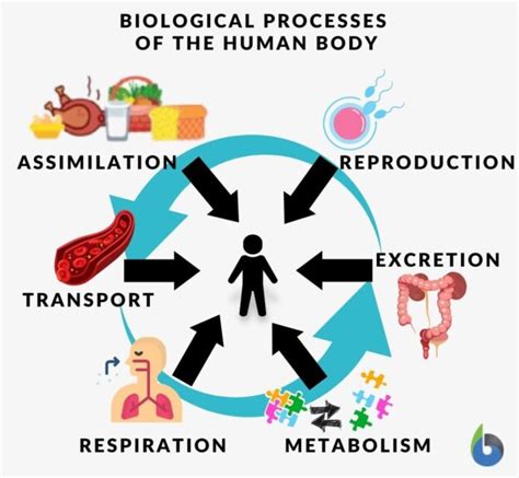 Network Structures in Biological System