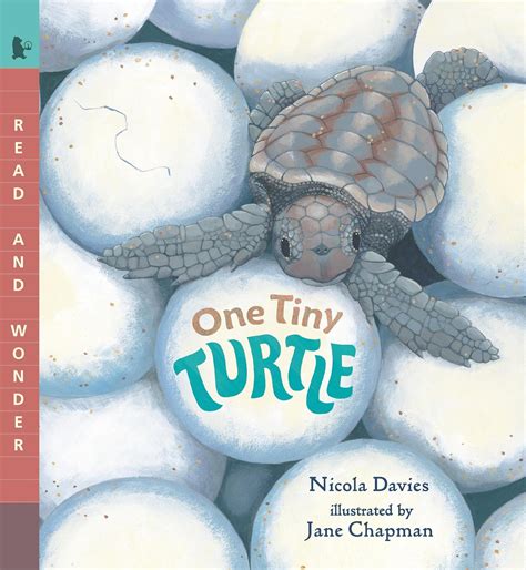 One Tiny Turtle (Read and Wonder)