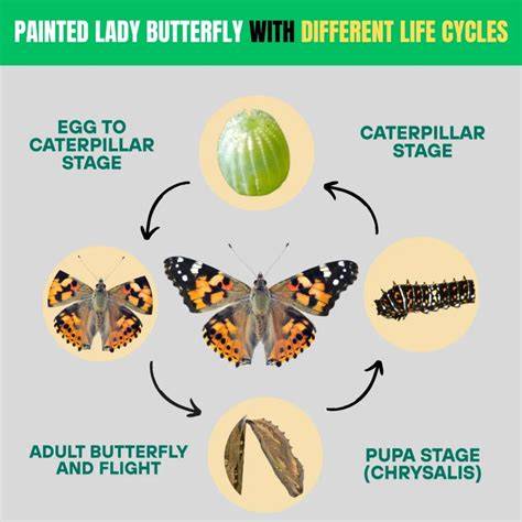Painted Lady Butterflies (Life Cycles)