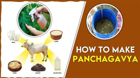 Panchagavya