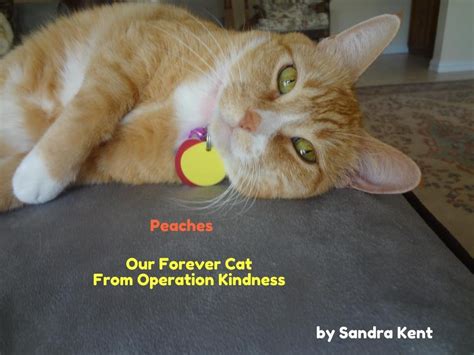 Peaches Our Forever Cat
