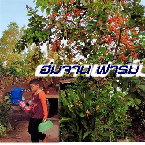 Phn Longthun Changwat Kalasin