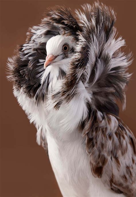 Popular Fancy Pigeons