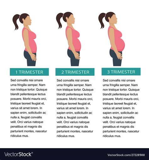 Pregnancy: The Three Trimesters