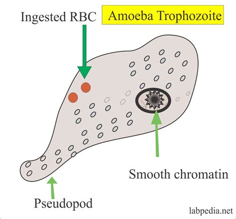 Problems in amoebiasis