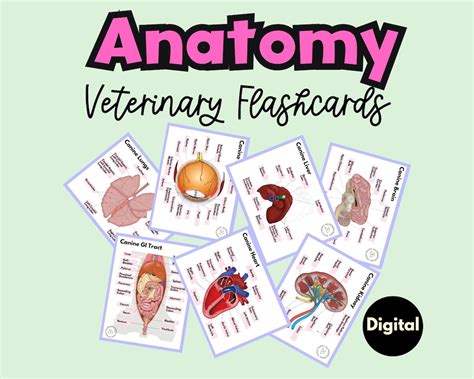 Saunders Veterinary Anatomy Flash Cards