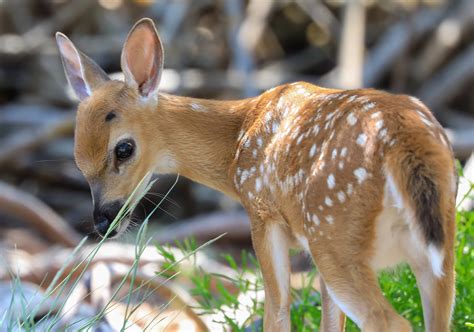 Save the Florida Key Deer