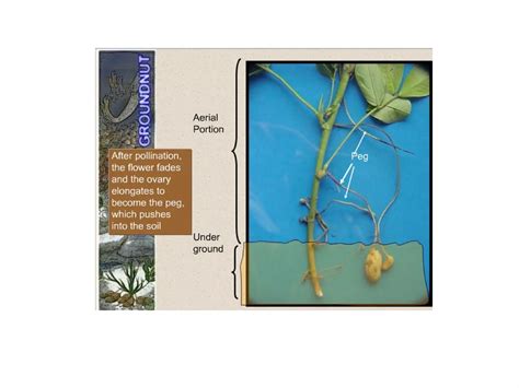 Science and Technology of Groundnut: Biology, Prod...