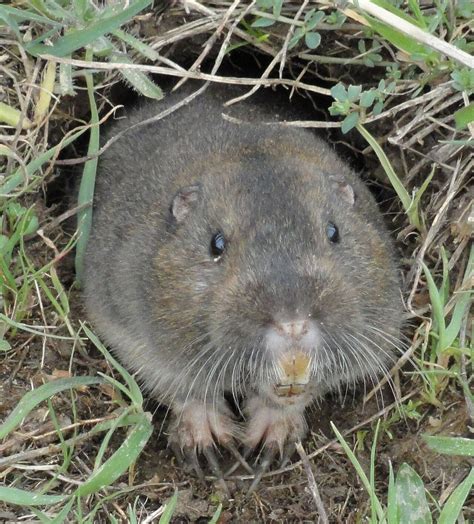 Southeastern pocket gopher