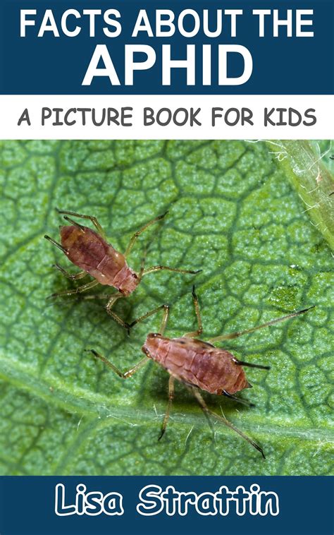 Spruce aphid (Insect answers)