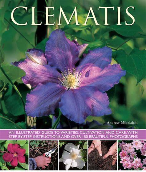 Sugarpaste Clematis Flower: A how to guide.