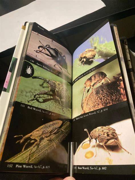 Sunflower stem weevils (E-821)