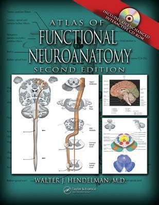 Synoptic Functional Neuroanatomy