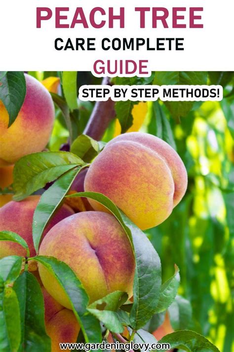 The Basic Guide to Peach Tree Nutrition