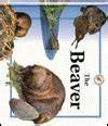 The Beaver (Life Cycles)