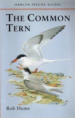The Common Tern