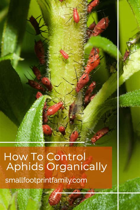 The Control of Aphids on House Plants
