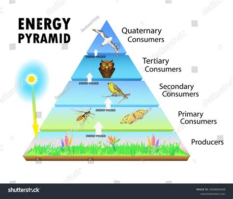 The Energy Pyramid