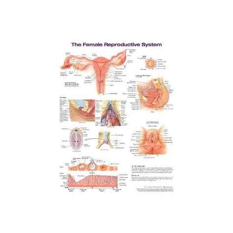 The Female Reproductive System. Anatomical Chart